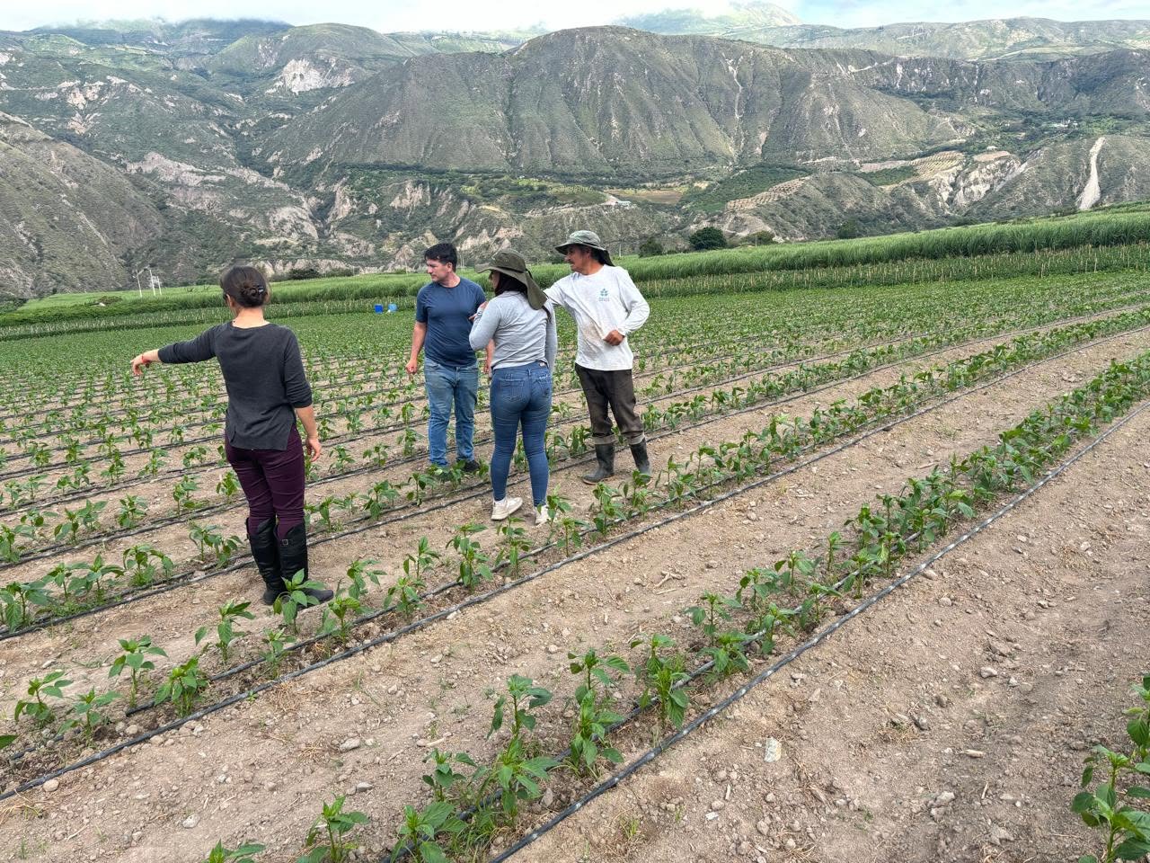 Seguimiento técnico de cultivos realizado por Proveplant