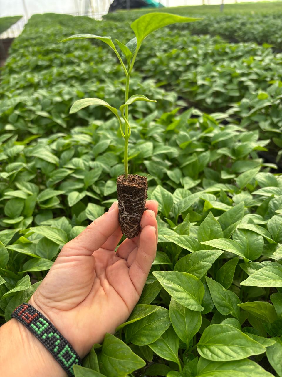 Plántula producida por Proveplant